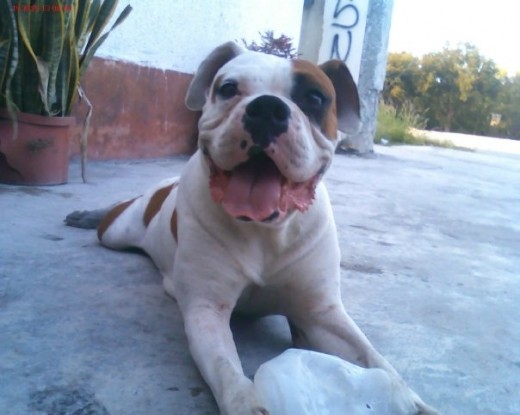 boxer blanco con manchas cafes 